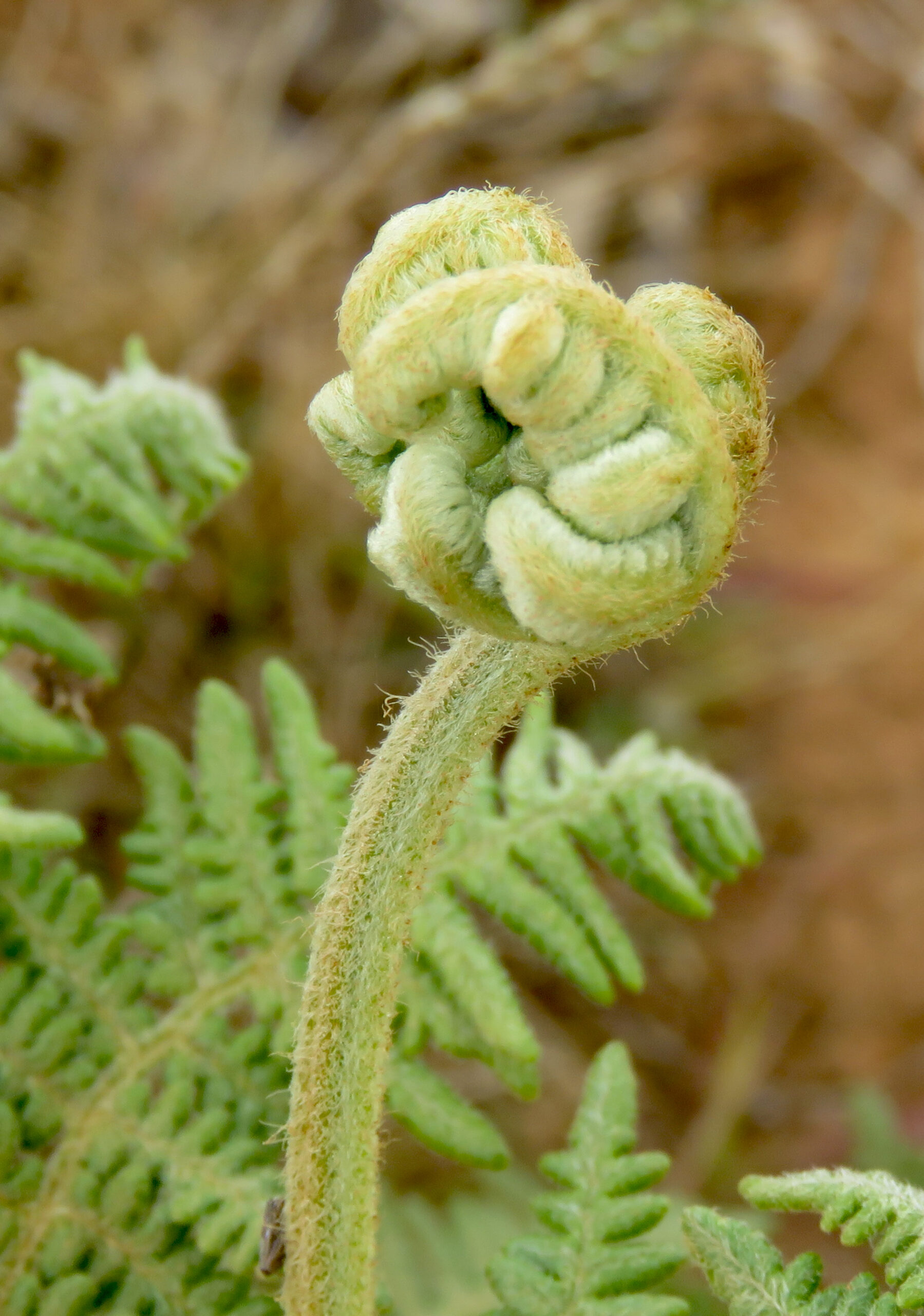 Fern fist about to open