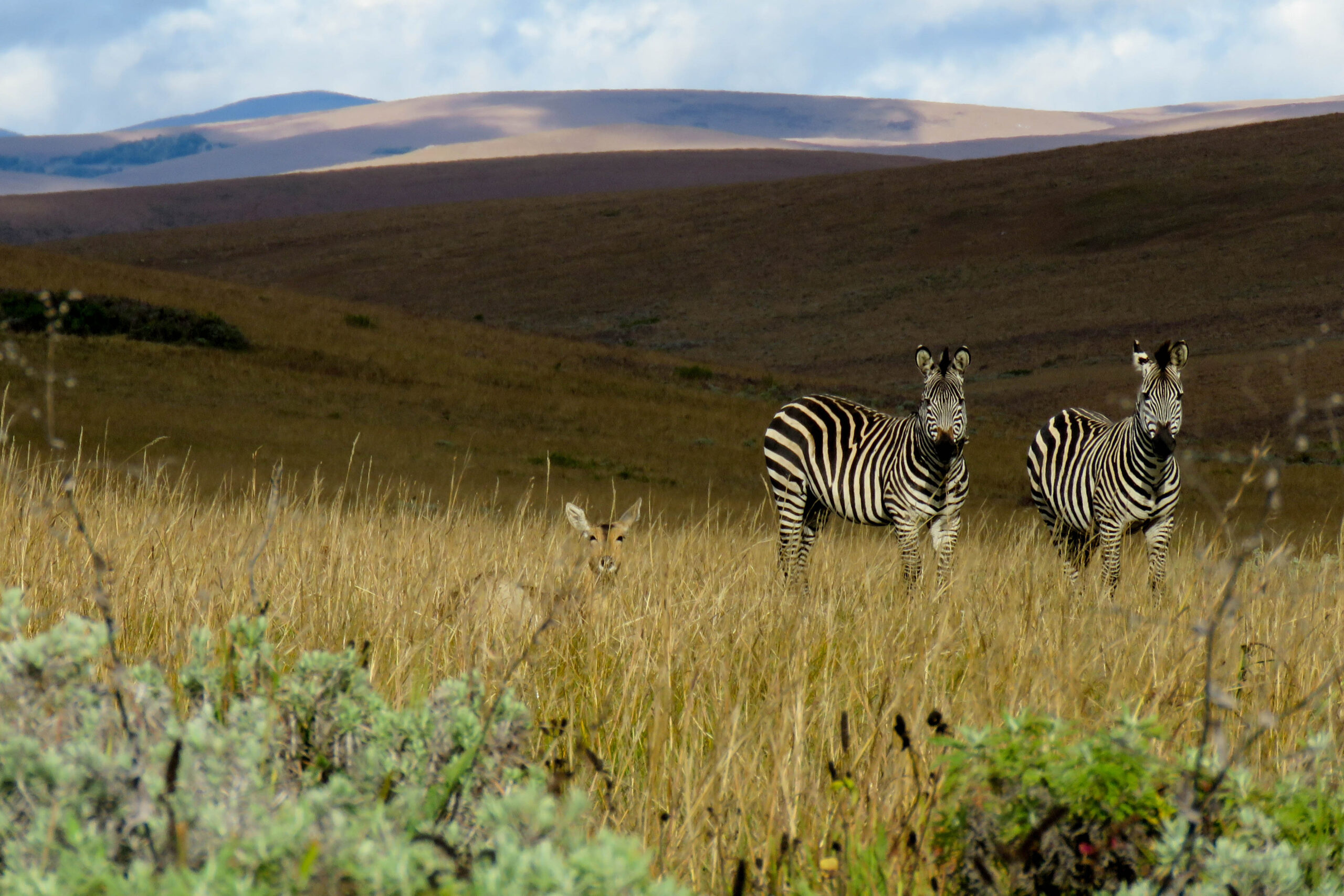 On top of Nyika Plateau, 900m over the lake