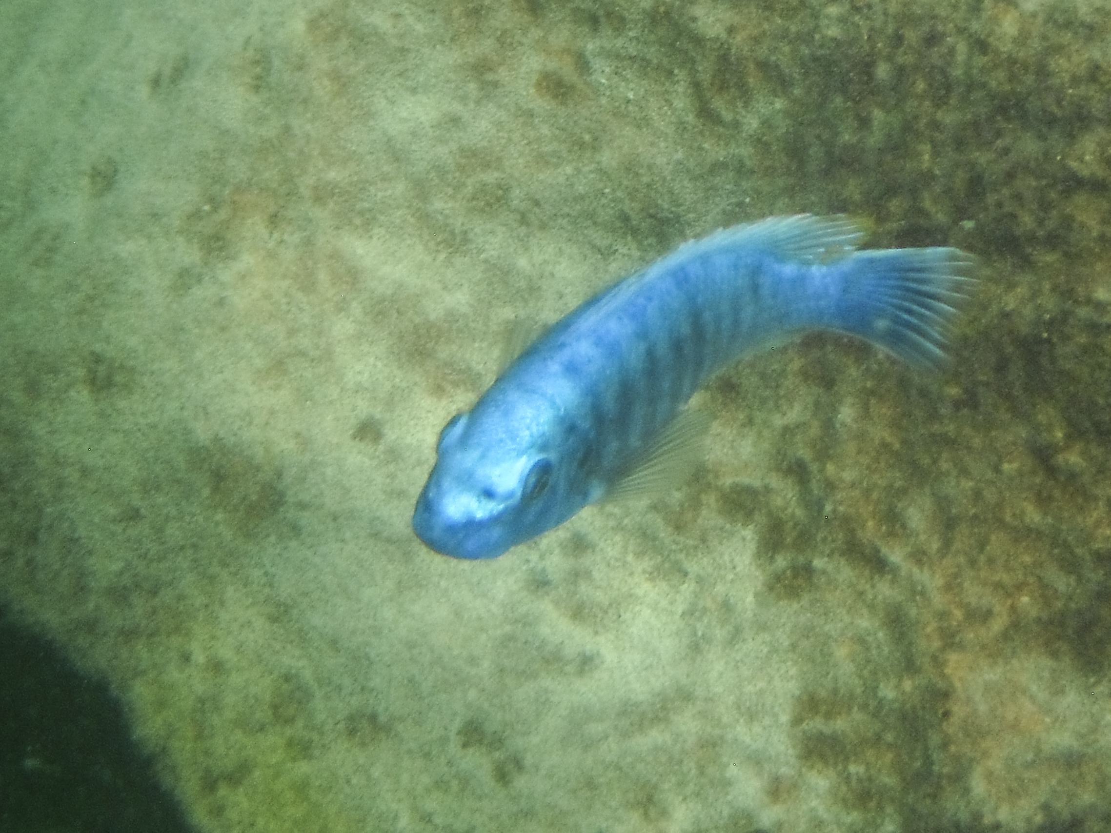 Blue chichlid