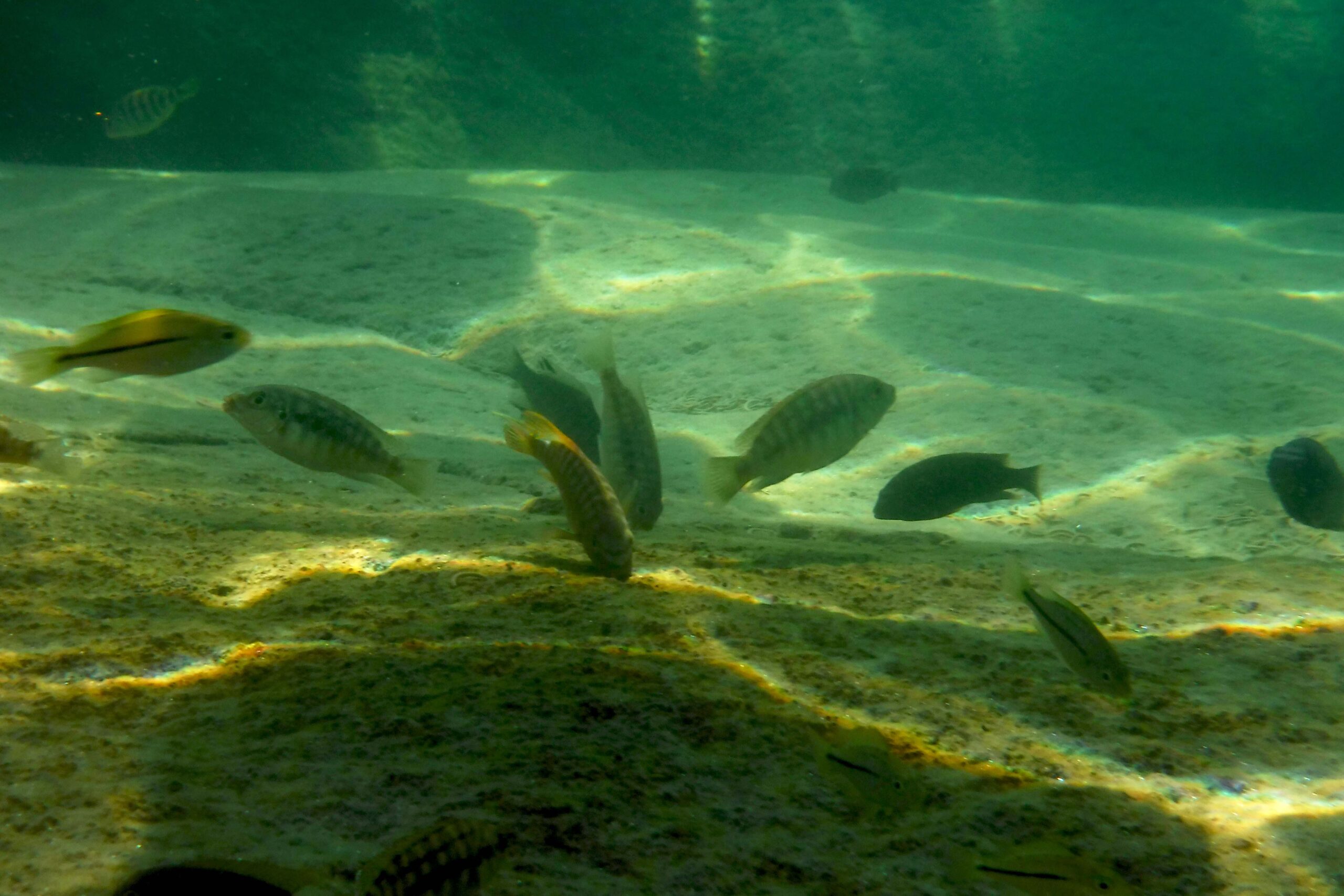 Algae grazing feast